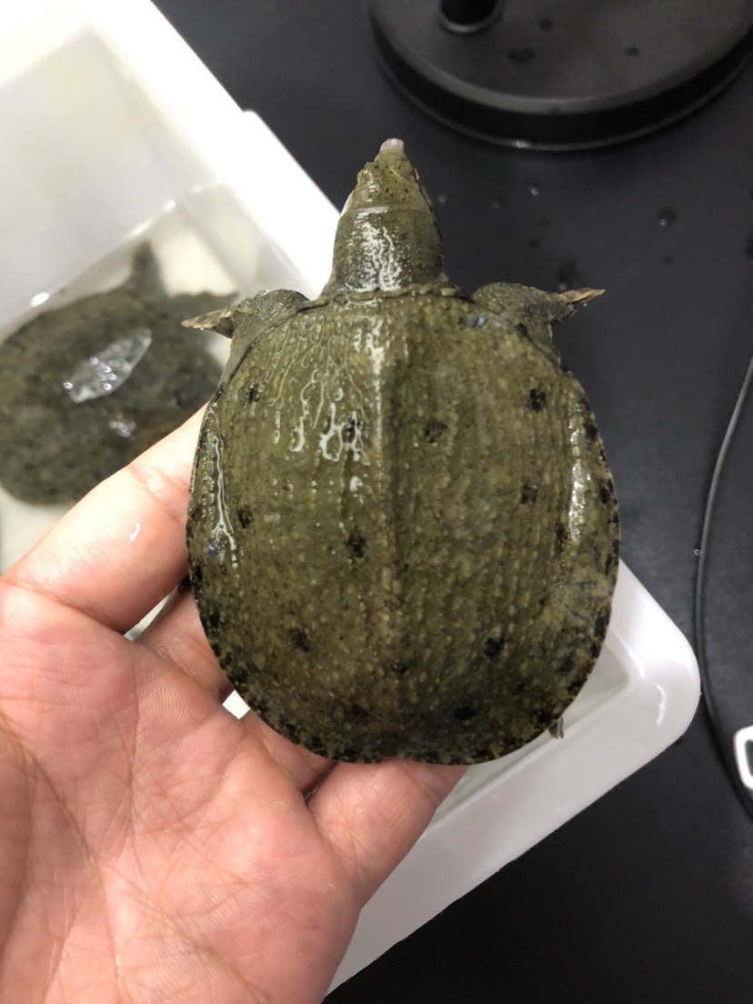 南丰外塘冷水鲜活10克甲鱼苗鱼塘水库优选每只品质保证包邮活到