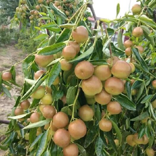 临猗县冬枣大量上市产地直销