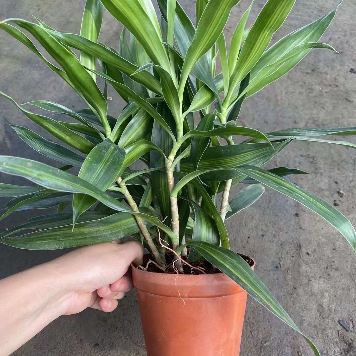 百合竹盆栽大型真绿植室内客厅北欧风老桩造型植物净化空气好养活