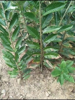 常德板栗苗