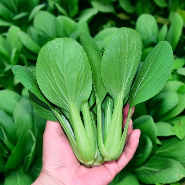 鸡毛菜种子小白菜籽四季小青菜蔬菜籽四季鸡毛菜种籽