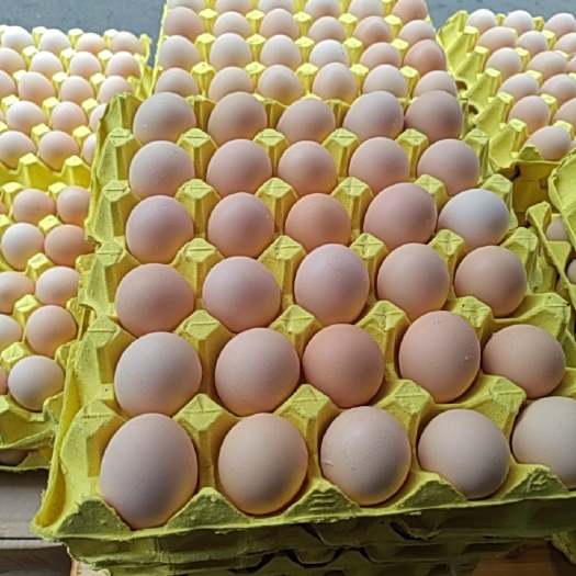 江西金溪县鲜鸡蛋，普通鸡蛋
