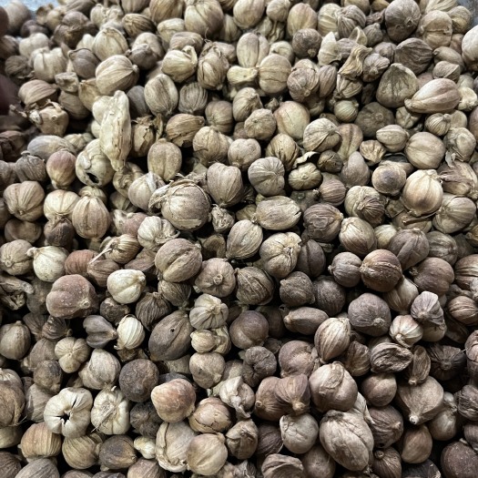 鄄城县【文斌药业】白豆蔻 白扣 实图实拍