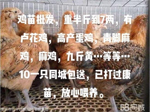 江门鸡苗