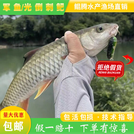 广州军鱼，倒刺䰾鱼
