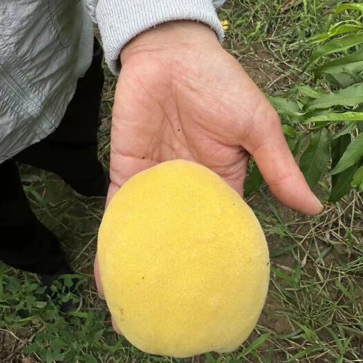 临猗县中油二十一大量上市