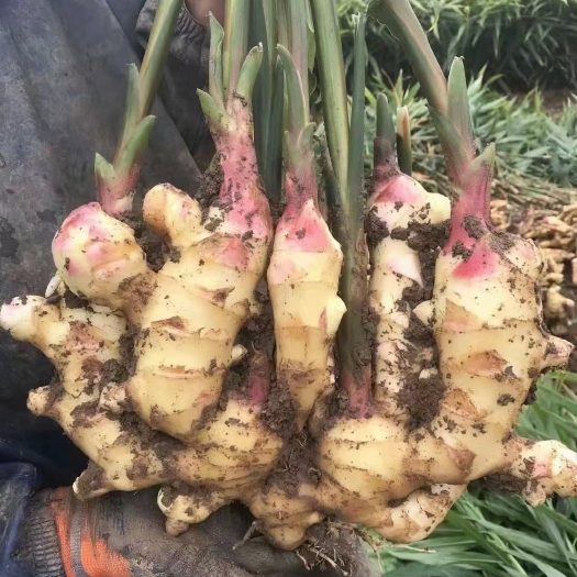 鲜姜 红芽鲜姜 产地直销，一手货源 大量上市