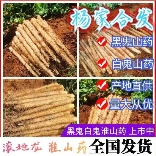 富川县淮山山药，白鬼，黑美人，滚地龙大量上市，原产地批发，价钱优惠