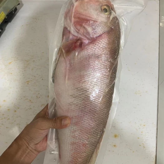阳江一夜程，刀里鱼，油甘鱼，大乌鱼，新鲜海鱼，送礼佳品