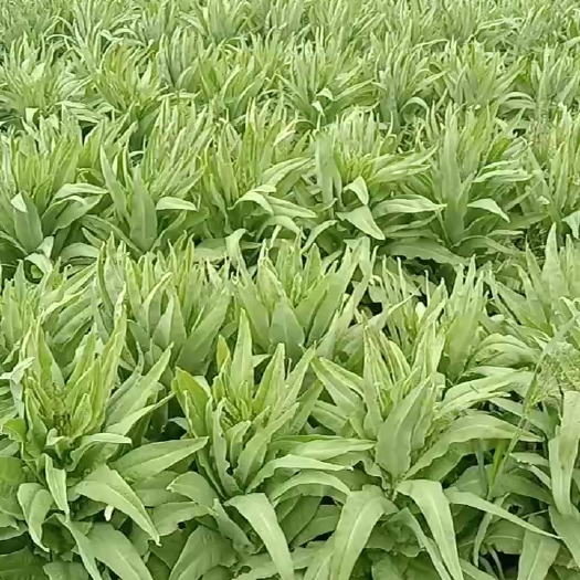 定州市青叶莴笋
