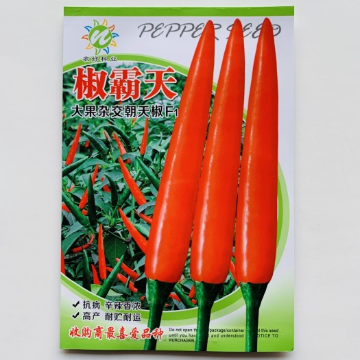 沭阳县椒霸天朝天椒种子中早熟抗病产量高辣椒种子大果型硬度好朝天椒种