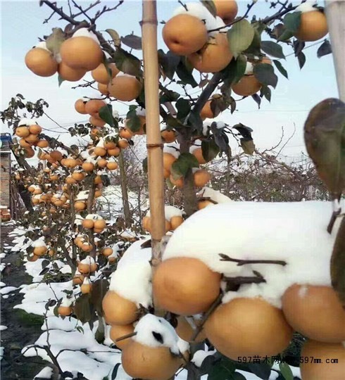 汝南县河南映雪黄梨新品种个大脆甜无渣晚熟品种超好吃