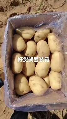 定边县陕西榆林土豆