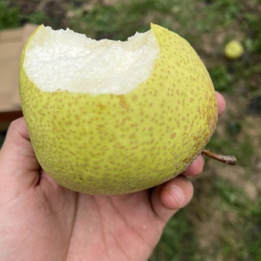 乾县皮薄、脆甜的酥梨，欢迎各位批发采购！！！
