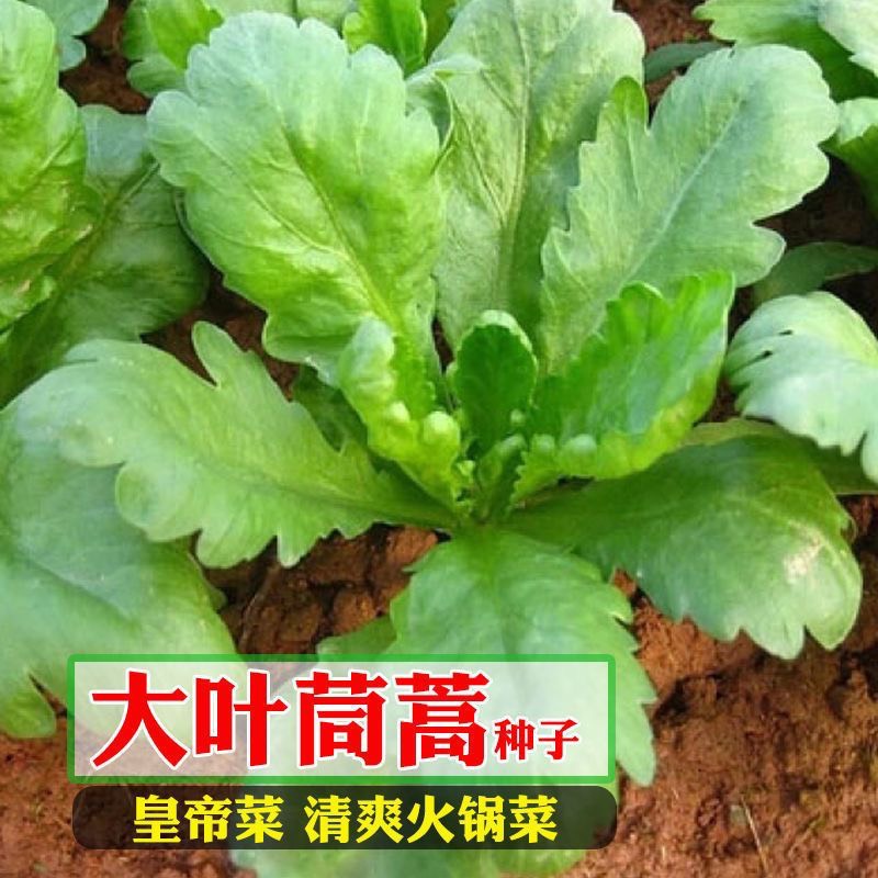 大叶茼蒿种子蔬菜籽四季种植蔬菜茼蒿菜蔬菜种子籽