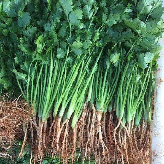 长沙意大利SUBA大叶香菜种子 耐热耐寒耐抽苔 四季可种植