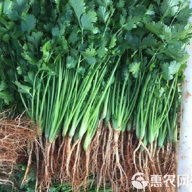 意大利SUBA大叶香菜种子 耐热耐寒耐抽苔 四季可种植