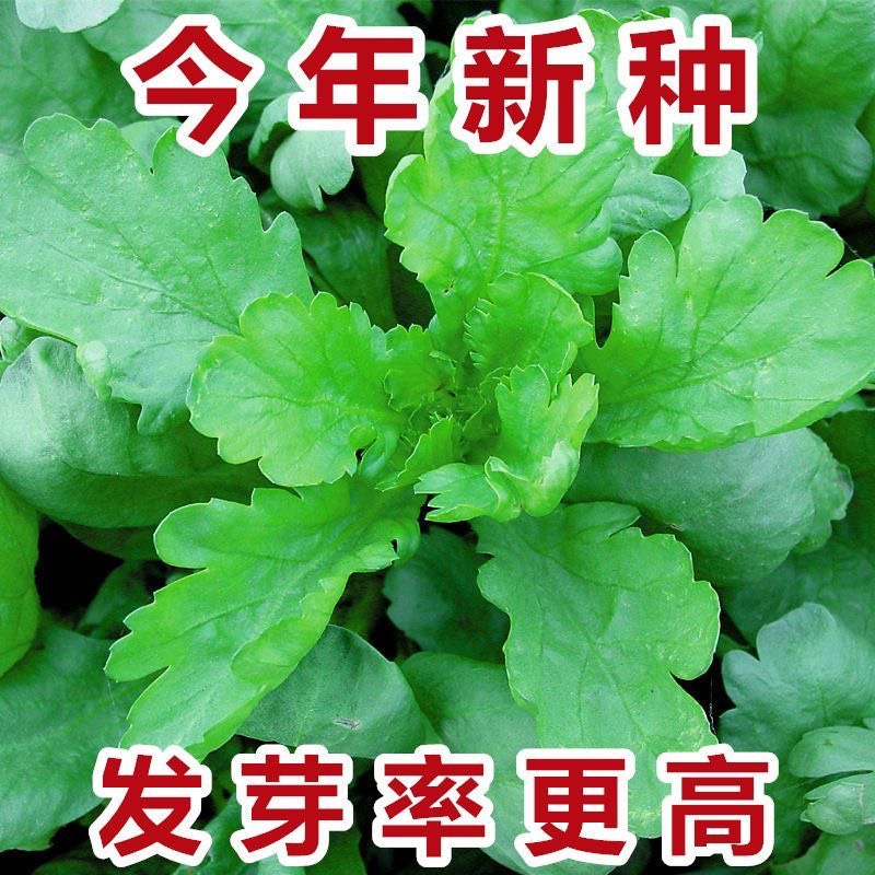 大叶茼蒿种子蔬菜籽四季种植蔬菜茼蒿菜蔬菜种子籽