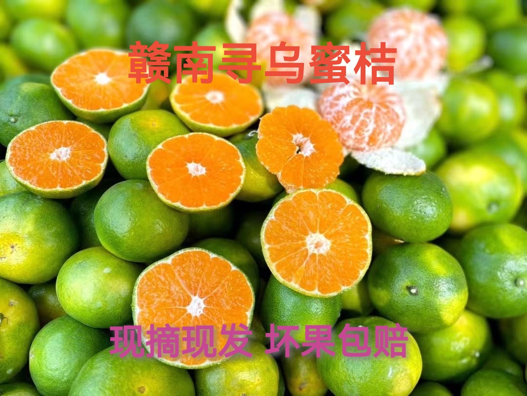 寻乌县赣南寻乌普早蜜桔柑橘 橘子 无籽无核青皮蜜桔  桔子新鲜水果