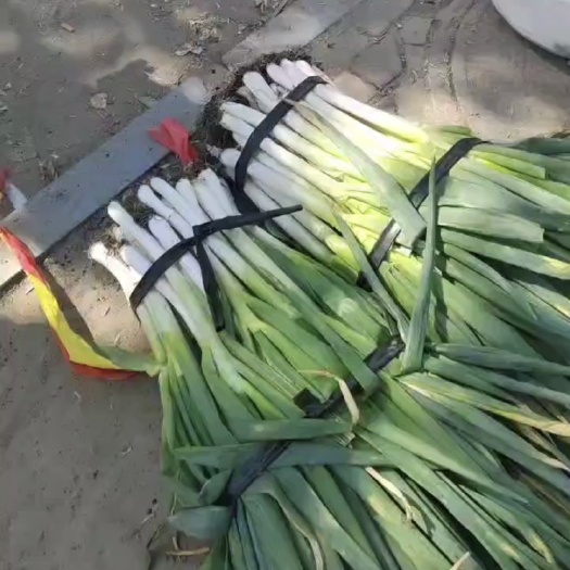 大庆大葱 铁杆大葱