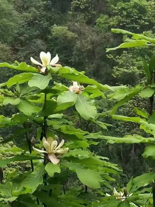 川厚朴，紫油厚补