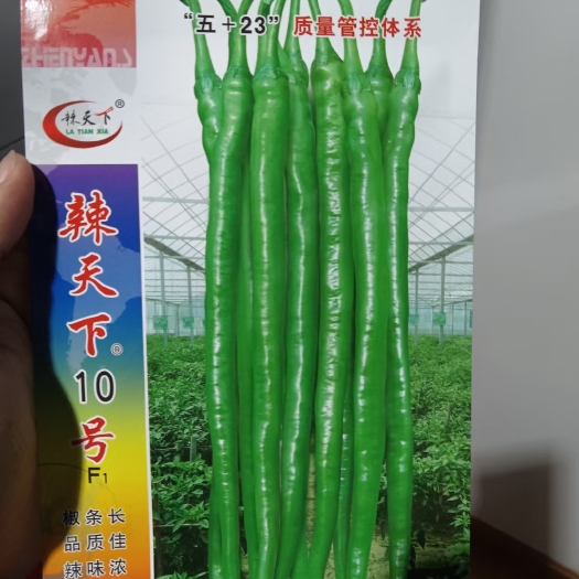 武汉辣天下10号线椒种子