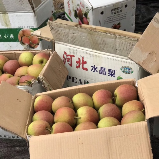 大理市红雪梨