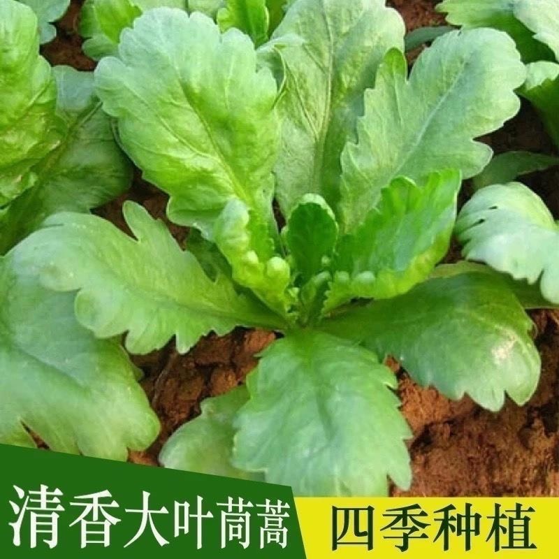 大叶茼蒿种子蔬菜籽四季种植蔬菜茼蒿菜蔬菜种子籽