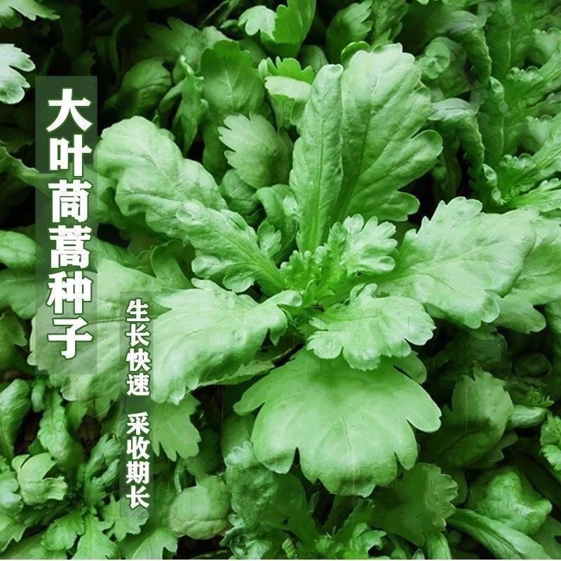 大叶茼蒿种子蔬菜籽四季种植蔬菜茼蒿菜蔬菜种子籽