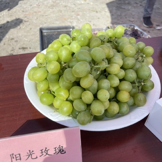 精河县各类葡萄，欢迎议价