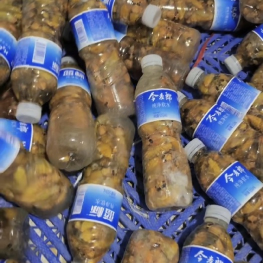 夏邑县精品金蝉，白蝉
