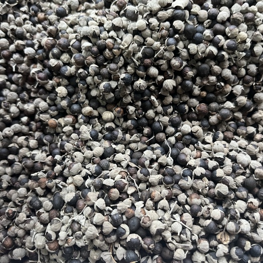 鄄城县【文斌药业】蔓荆子 实图实拍 统装货 过筛