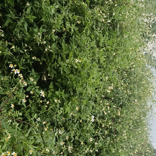 鹿寨县鬼针草