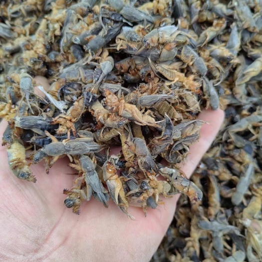 同江市大量出售蝼蛄干品，龙虱
