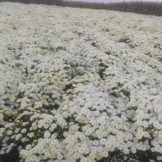 邯郸大量菊花上市需要的 老板可以前来采购