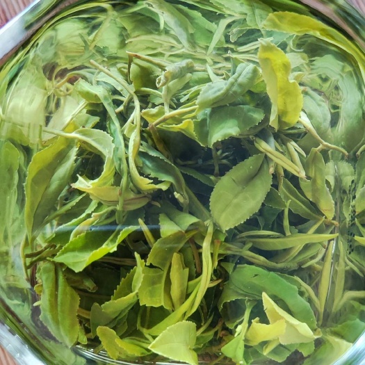 日照白露细绿茶～日照绿茶白露后一芽一叶绿茶，滋味鲜爽有回甘有沙口