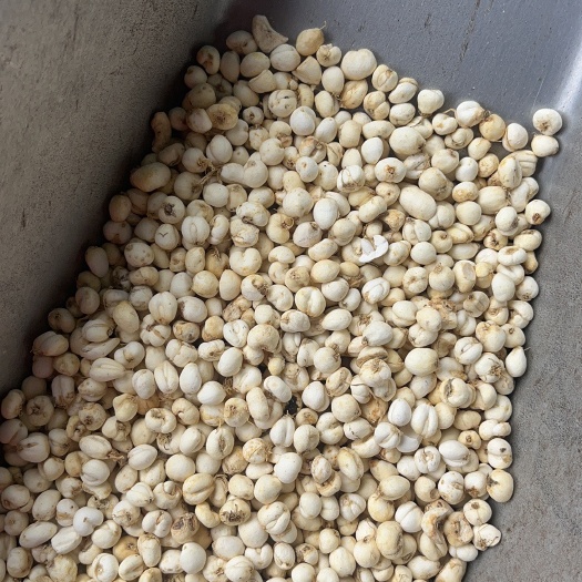 鄄城县【文斌药业】贝母 小贝母 小豆贝 品质保证