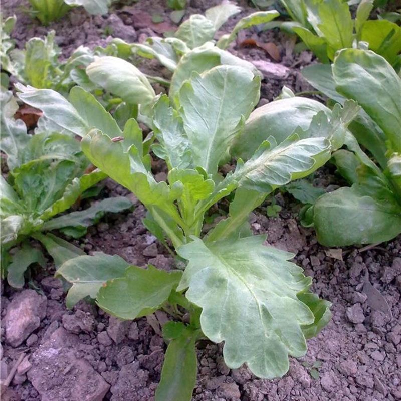 大叶茼蒿种子蔬菜籽四季种植蔬菜茼蒿菜蔬菜种子籽