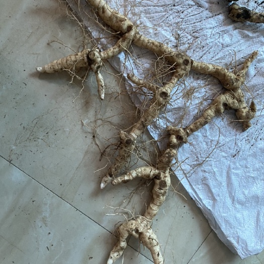 烟台黄精，数量有限，非种植。均在6.7年以上