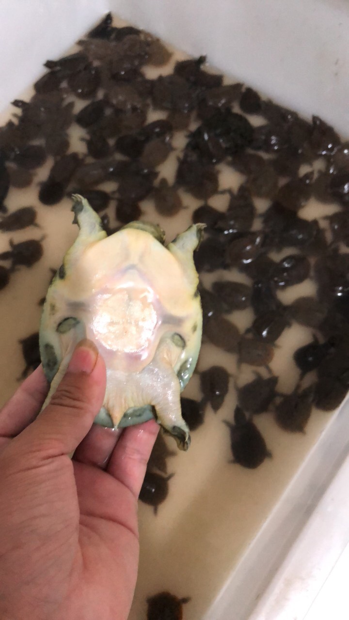 南丰外塘冷水鲜活10克甲鱼苗鱼塘水库优选每只品质保证包邮活到