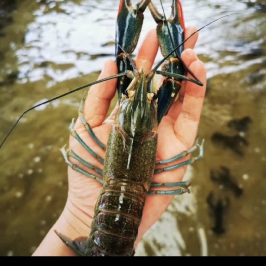 平南县淡水澳洲龙虾，淡水蓝龙虾￼