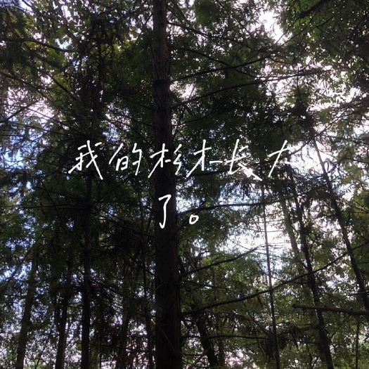 耒阳市杉木
