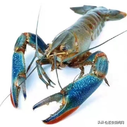 舒城县生态自养淡水澳龙