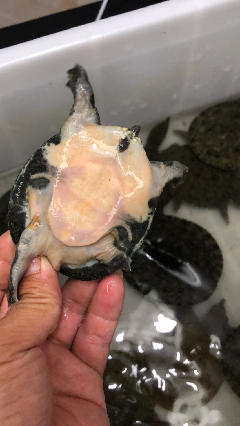 南丰外塘冷水鲜活10克甲鱼苗鱼塘水库优选每只品质保证包邮活到