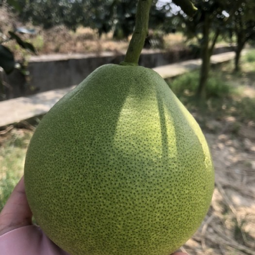 洪江市安江冰糖柚