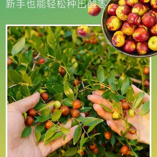 绛县晋酸3号酸枣苗药用酸枣苗苗圃直销