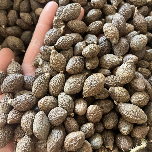 鄄城县【文斌药业】胖大海 泡水喝 好货出售