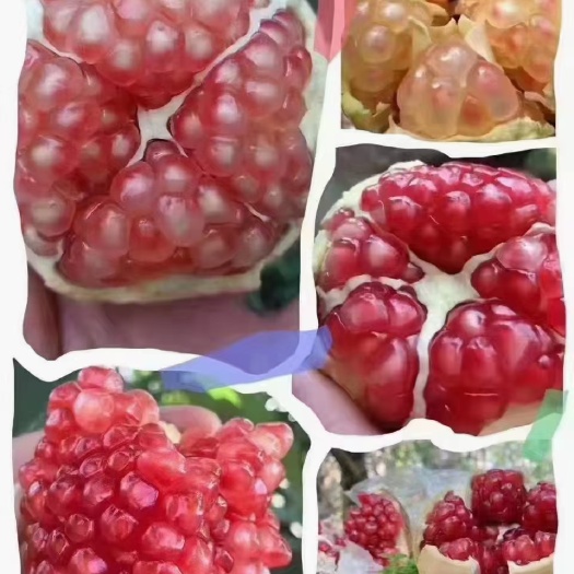 西安临潼石榴