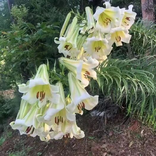 百合，喇叭花，干货鲜货都有