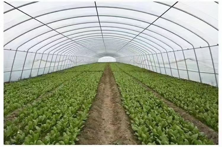 天津蔬菜大棚